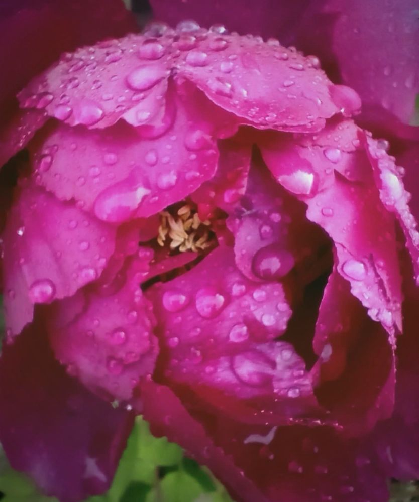 A large magenta peony closes up its huge petals to protect its pale golden stamens from a downpour. Raindrops of various sizes cover the petals.

Taken on phone camera using macro setting.