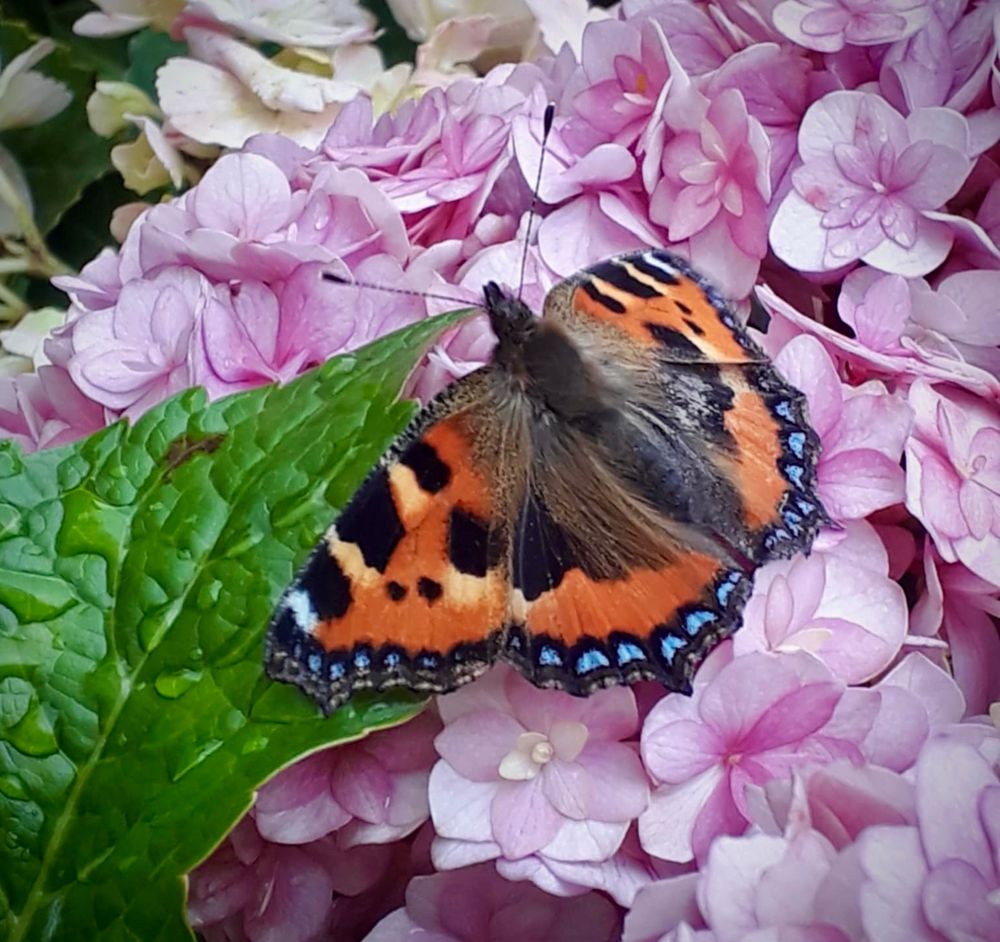 A small tortoiseshell (?) butterfly rests on a pink hydrangea flower.