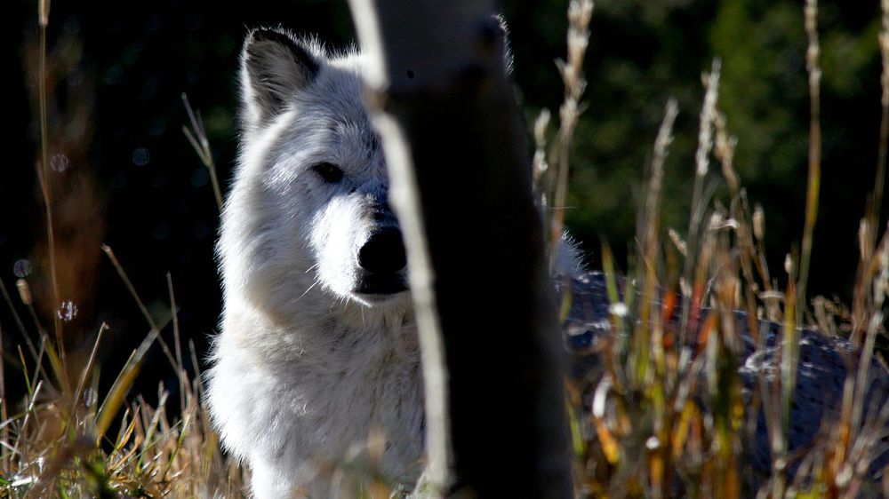 One of the goals of controversial wolf hunts in the Western U.S. is to help reduce the burden on ranchers, who lose livestock to wolves every year. A new study finds that those hunts have had a…