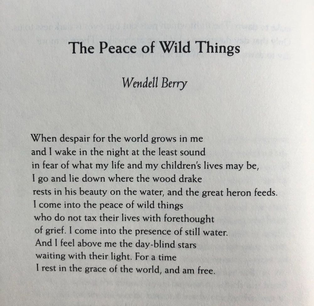 The Peace of Wild Things
Wendell Berry

When despair for the world grows in me and I wake in the night at the least sound
in fear of what my life and my children's lives may be, I go and lie down where the wood drake
rests in his beauty on the water, and the great heron feeds.
I come into the peace of wild things who do not tax their lives with forethought of grief. I come into the presence of still water.
And I feel above me the day-blind stars waiting with their light. For a time I rest in the grace of the world, and am free.