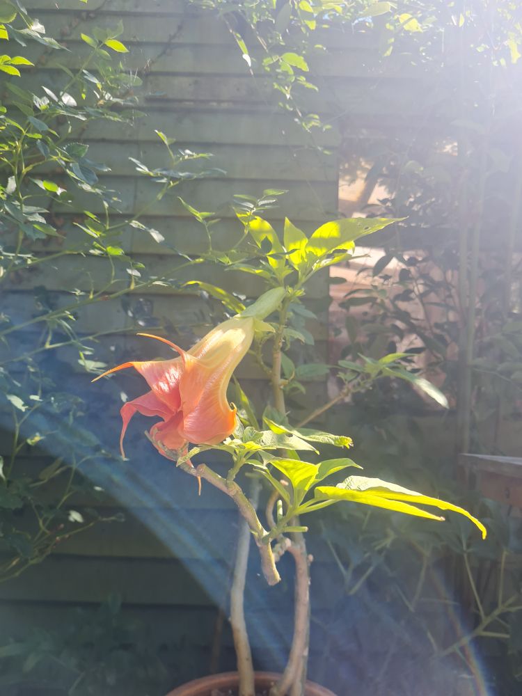 A small Brugmansia with one huge flower, a foot long trumpet golden yellow at the base graduating to a vibrant coral red at the points of each petal. Brug is in a pot, raised off the ground, shed and other plates behind, lens flare from the sun