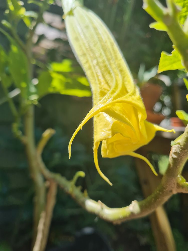 The flower as it was beginning to open, golden yellow petals coiled together and beginning to unfurl
