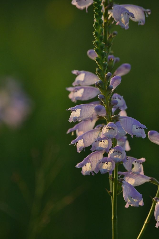 Physostegia Virginiana, or obedient plant/false dragon head glows in the rays of sunset. It’s a like pink/purple with flowers that resemble a dragons mouth 