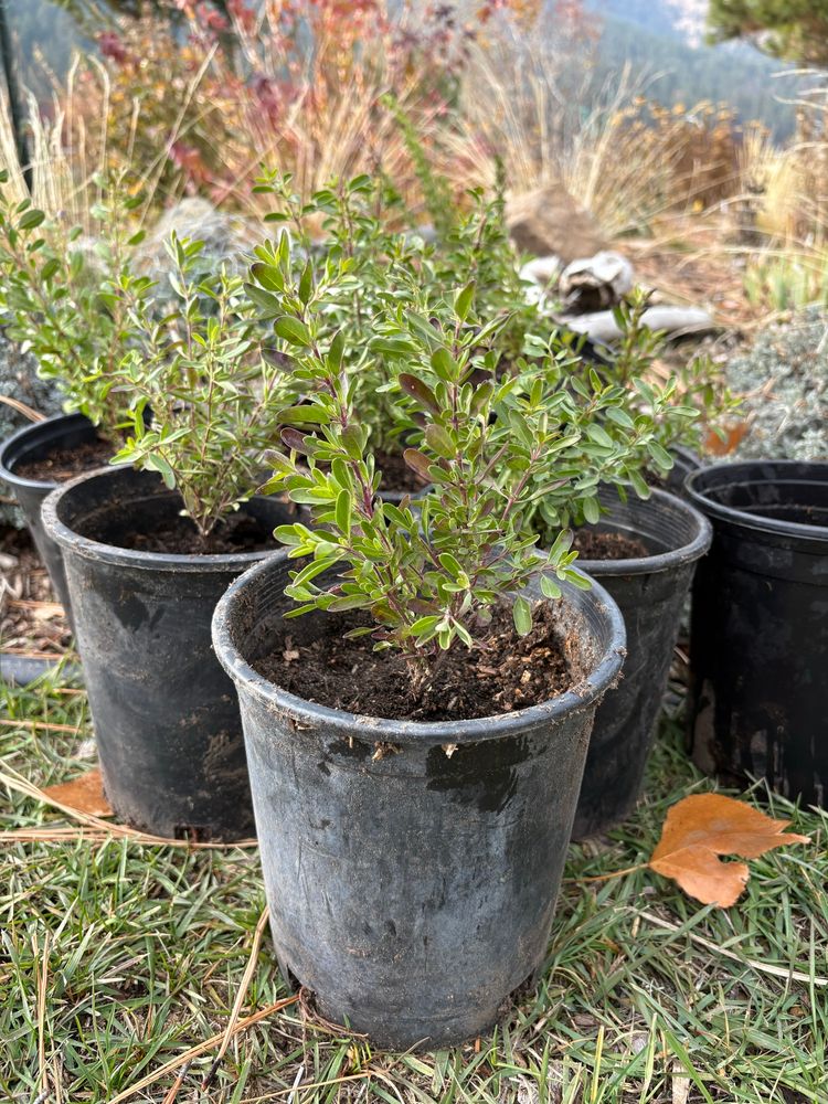 These were the tiny seedlings i potted up in June. They grew very well in their pots in the ground all summer/fall.