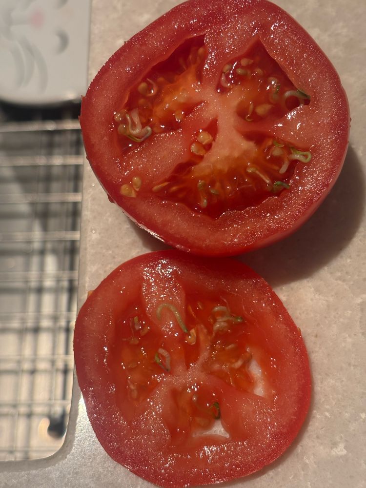 A hothouse tomato I just sliced open. It looks like it has worms. Yuck!