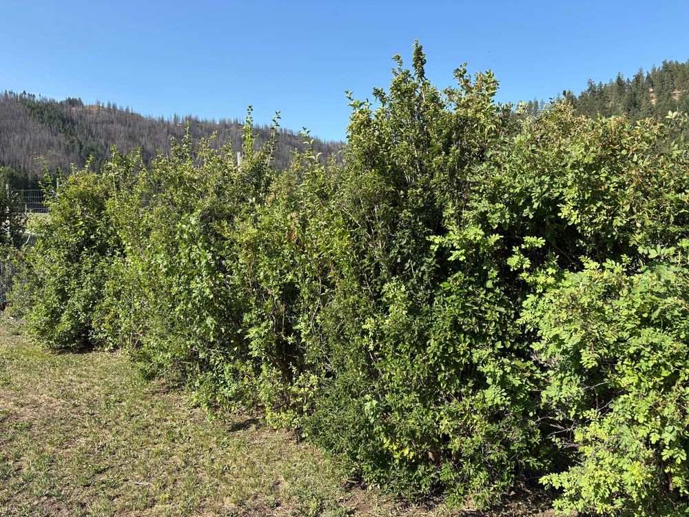 This native shrub hedge hides our neighbor’s elk fence. Woods rose, golden currant, serviceberry, and mock orange have been in for about 15 years and has finally reached about 10 feet tall. A couple years ago we had to replace some currants - we planted Twinberry and Chokecherry. It’ll be a few years before we see any measurable growth from those - I’ve found shrubs really slow to establish over here, even with consistent water the first few years. 

The birds absolutely love it and it provides food, cover and nest habitat. I have one tall Oregon grape which is evergreen but unfortunately the elk have managed to rip the cage off both years since I put it in and it’s only about a foot tall! 

There’s about 6 feet between the shrubs and the fence, it’s a good path for the deer to cross the property when they want to stay out of sight.
