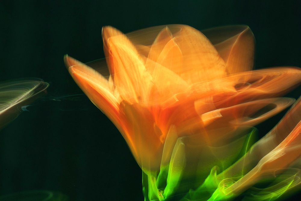  dark shadow background with daylilly on the right. bee swoops in from left leaving trace.