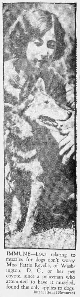 Newspaper clipping from August, 1929, showing a girl with her pet coyote. The image is captioned: "IMMUNE—Laws relating to muzzles for dogs don't worry Miss Pattie Revelle, of Washington DC, or her pet coyote, since a policeman who attempted to have it muzzled, found that only applies to dogs."