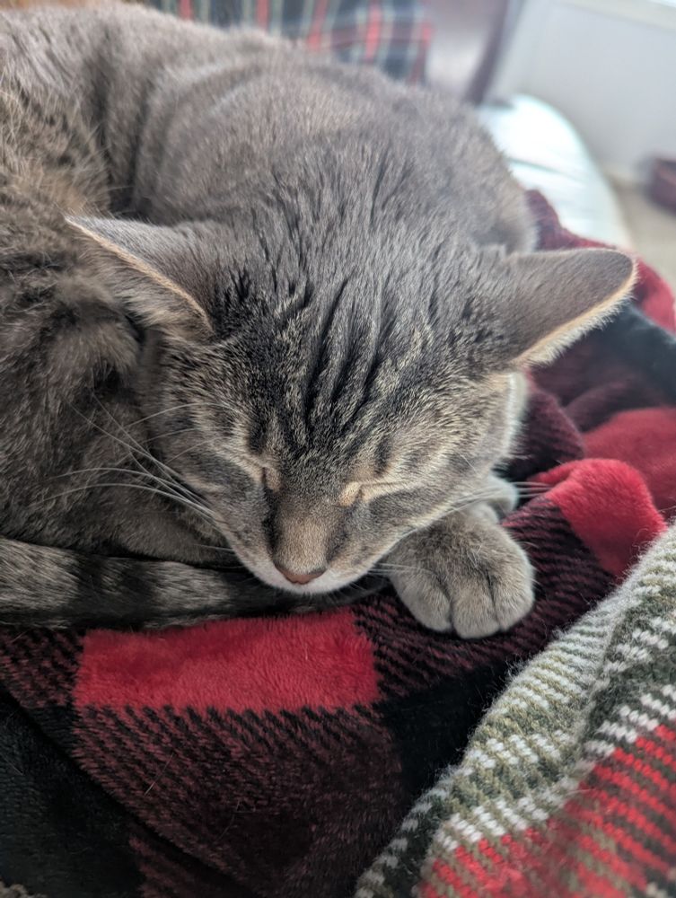 A silver tabby, curled up on a red and black checked fleece blanket. Her chin is resting on her front paws and her tail. She is sleeping.