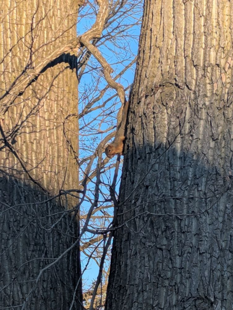 A not-so-little-anymore squirrel on one side of the trunk of a split cottonwood tree. He is gauging whether or not it is safe to come down and get a peanut.