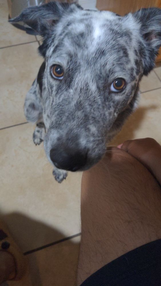 My dog staring at me with joyful eyes.