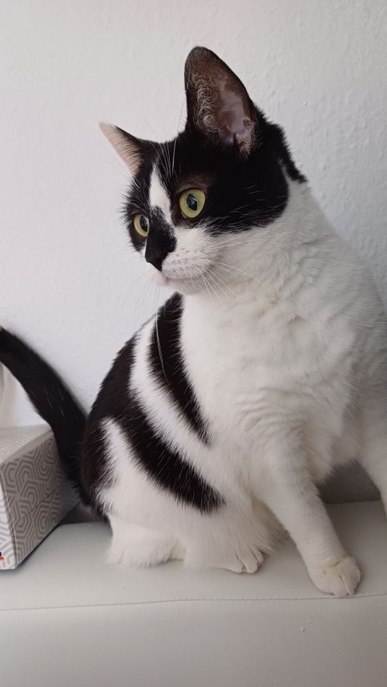 Schwarz-weiße Katze sitzt auf der Rückenlehne vom Sofa und schaut neugierig nach links. Die Ohren sind gespritzt, der Schwanz erhoben. 