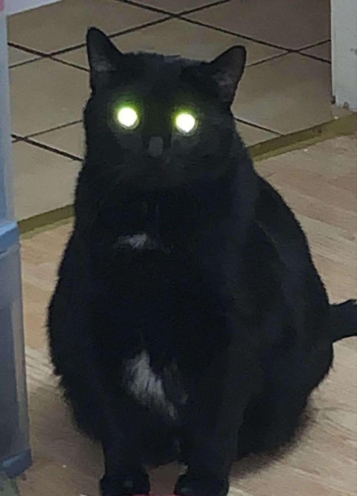 My tuxedo cat Oliver with his eyes glowing green from the camera flash reflecting back. This gives him a menacing aura