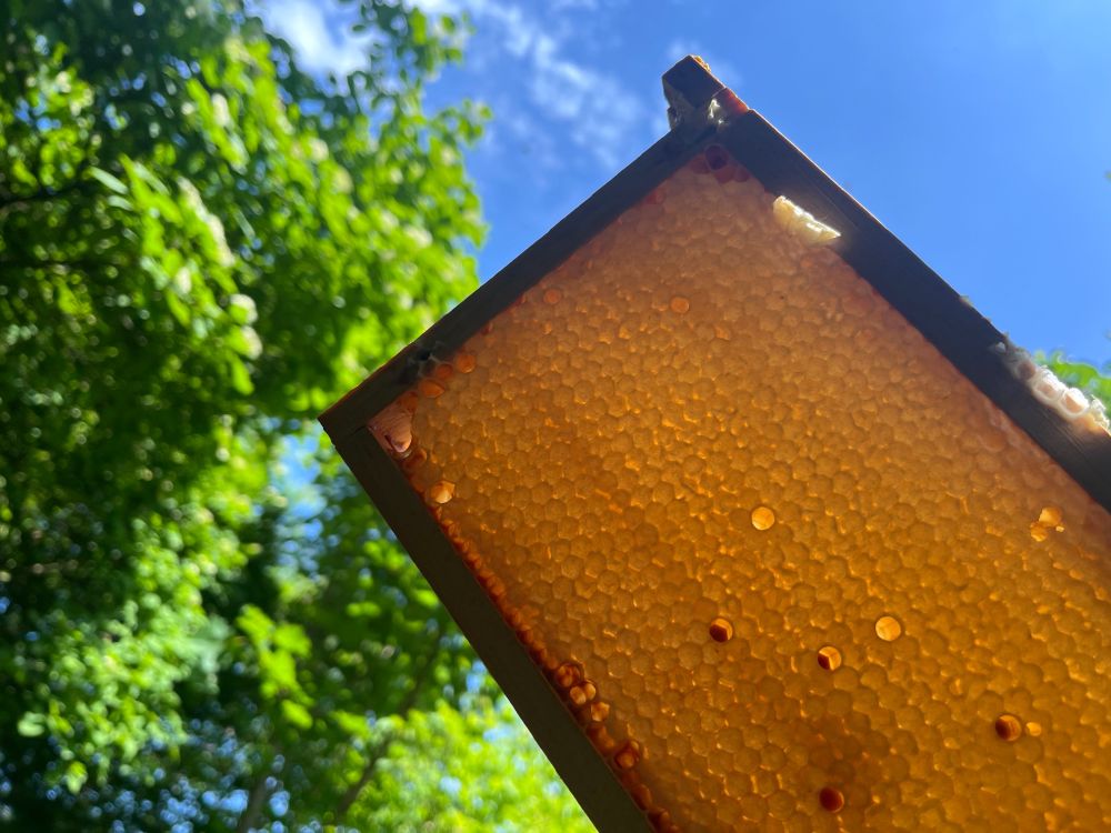 Das Foto zeigt eine verdeckte Honigwabe. Die Sonne scheint und es ist blauer Himmel. Im Bild erkennt man auch Bäume.