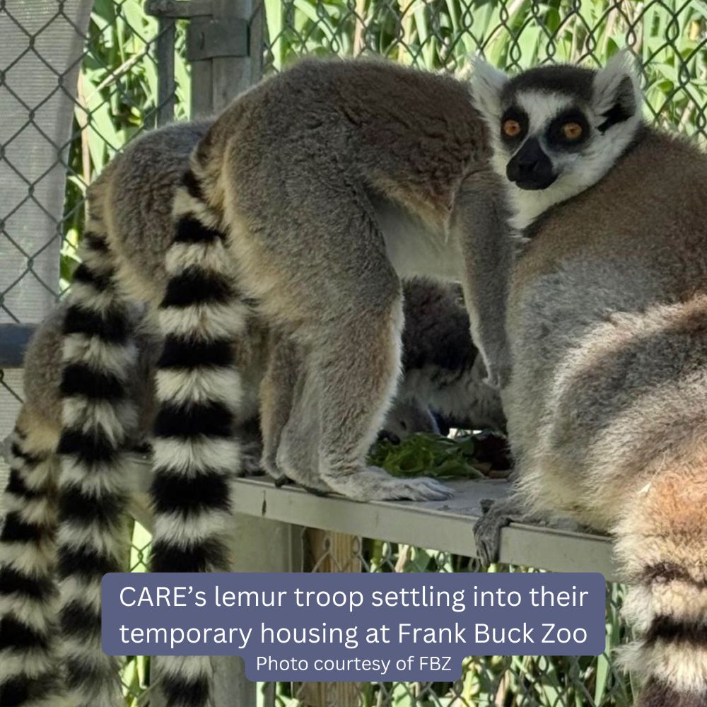 Multiple grey lemurs with long black-and-white tails stand on a wooden shelf inside a chain link exhibit. One is looking directly into the camera, the others are facing away. 

White text on a light blue background at the bottom of the images says: "CARE's lemur troop settling into their temporary housing at Frank Buck Zoo. " Smaller text below says "Photo courtesy of FBZ."