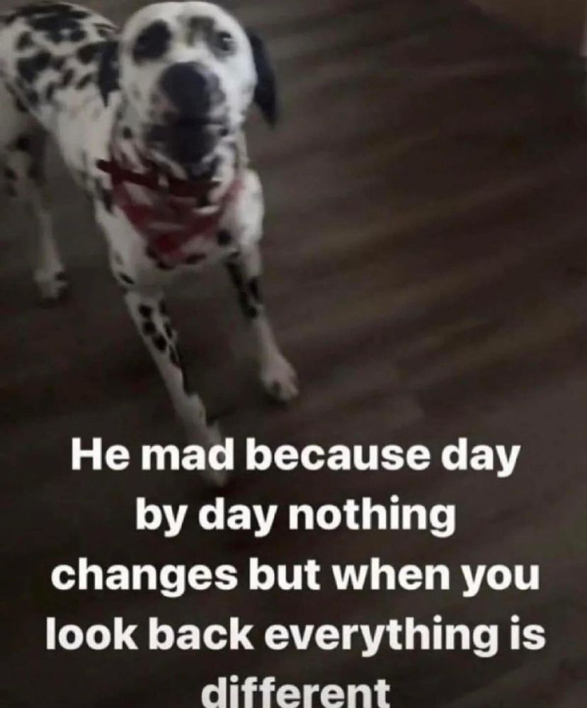 a photo of a black and white spotted dog begging the person behind the camera for something with the meme text "he mad because day by day nothing changes but when you look back everything is different" overlaid