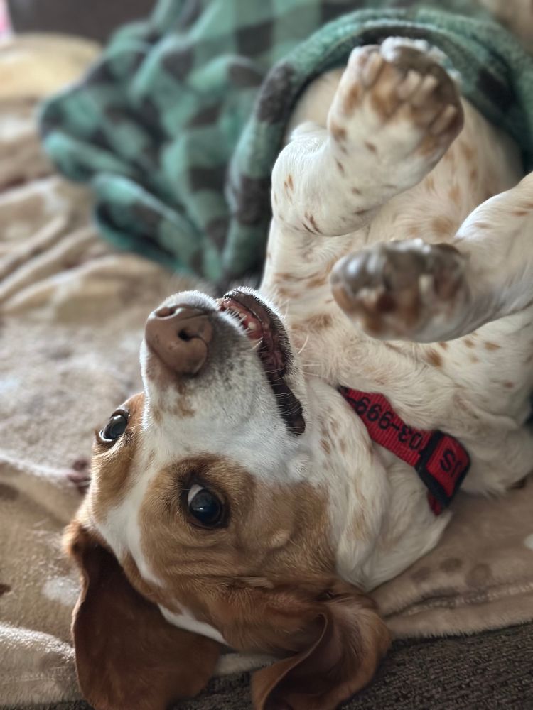 Tan and white Beagle mix with a red collar laying on a brown blanket and covered with a green and black plaid blanket.