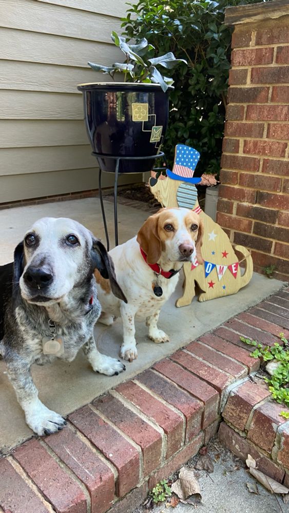 Black and white Basset hound mix dog and white and tan beagle mix dog standing next to a wooden dog stand bedecked in red, white, and blue.