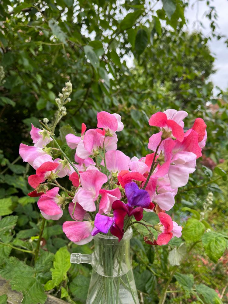 A freshly picked bunch of sweet peas in assorted pinks. Wildlife friendly garden behind.