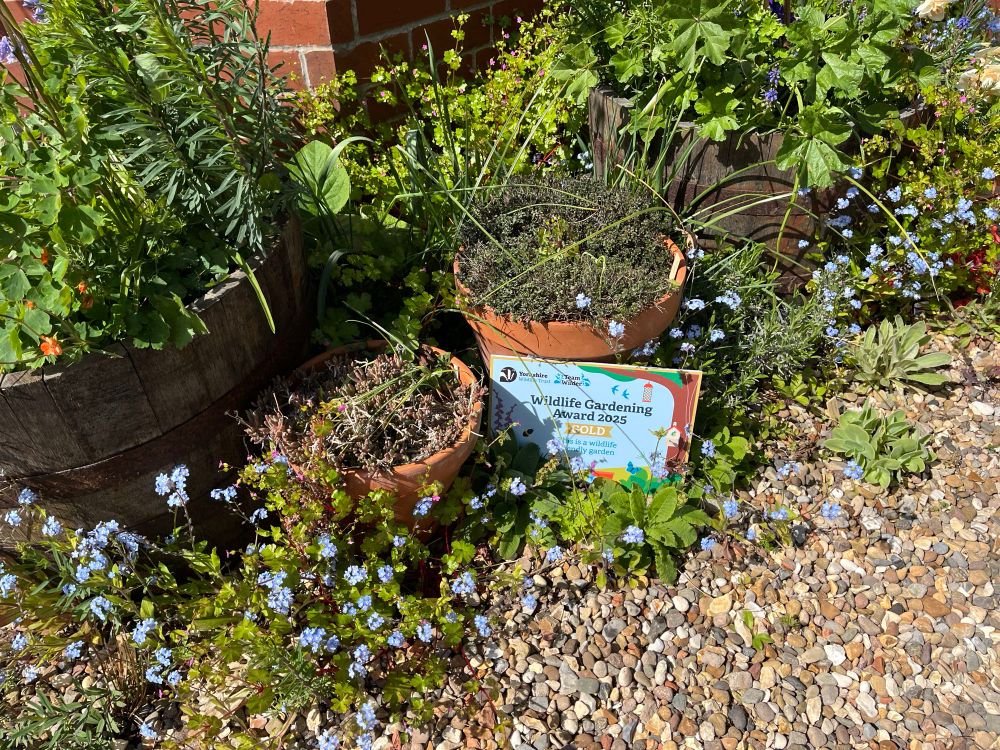 Gold award for wildlife gardening in amongst pots of plants and wild flowers 
