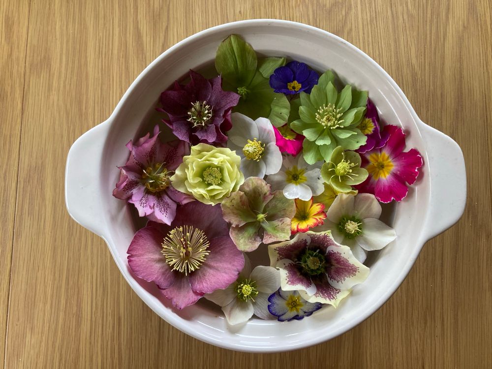 Floating Hellebores and polyanthus 