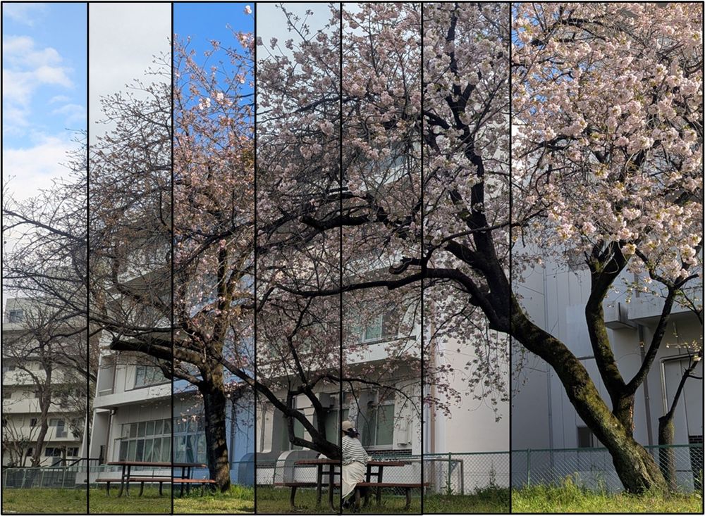 Cherry tree blossoming in front of a building