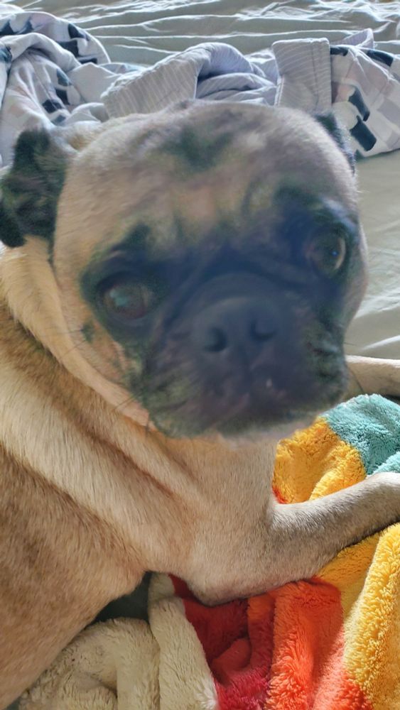 A slightly blurry photo of a fawn pug looking at the camera. Pug is lying on a multicolored blanket. 