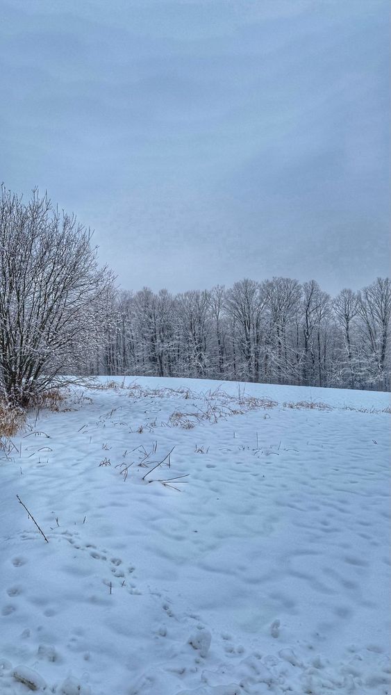 Winter landscape of my school