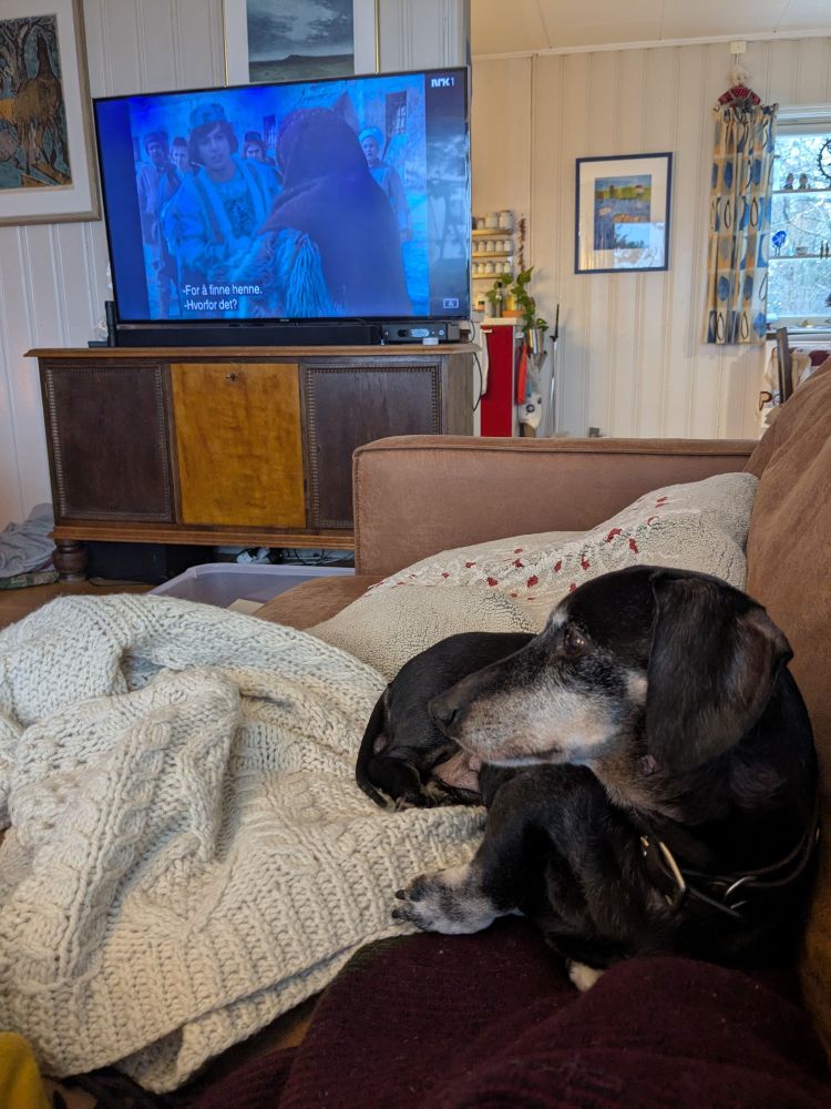 liten dvergdachs som har grå pels og en vorte. han ser på tre nøtter til askepott!