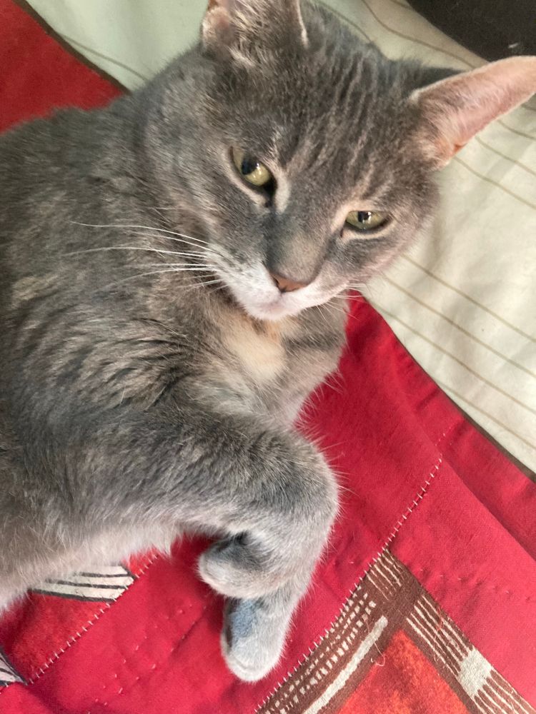 Closeup of a great tabby, looking towards the camera, laying on the edge of a red quilt, her head on the striped sheet that peels out from the quilt.