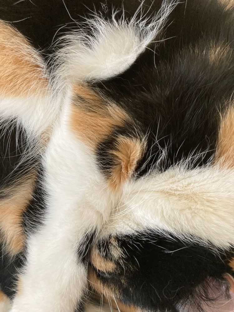 Closeup of a sleeping calico cat, her head tucked under a front leg.
