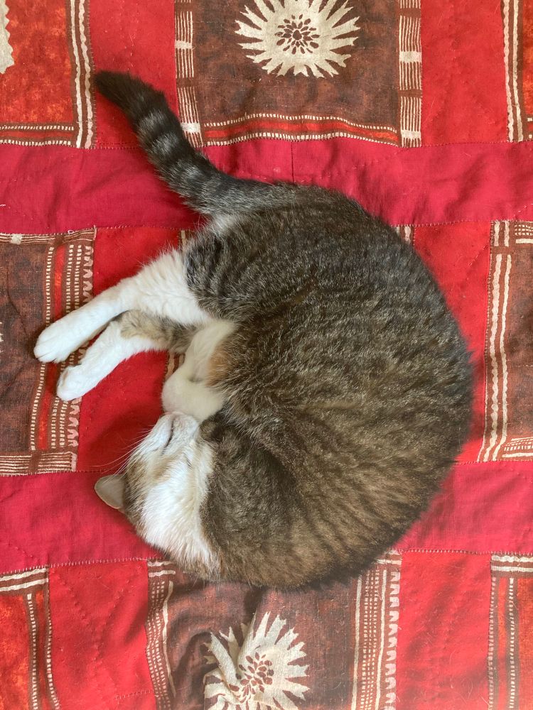 A tabby with white legs and face is curled on a red quilt, her back legs stretched out, but still pointing near her head.