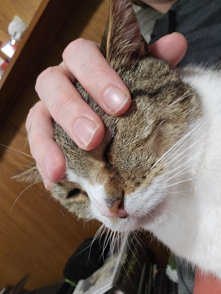 brown tabby getting petted/ grabbed by a white person's hand