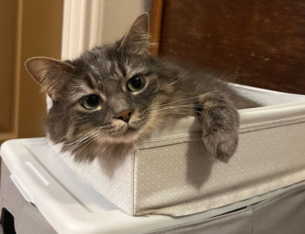 fluffy gray cat rests inside a white fabric-covered crate. one front leg is draped over the side; her expression is both mournful and distant all at once.
