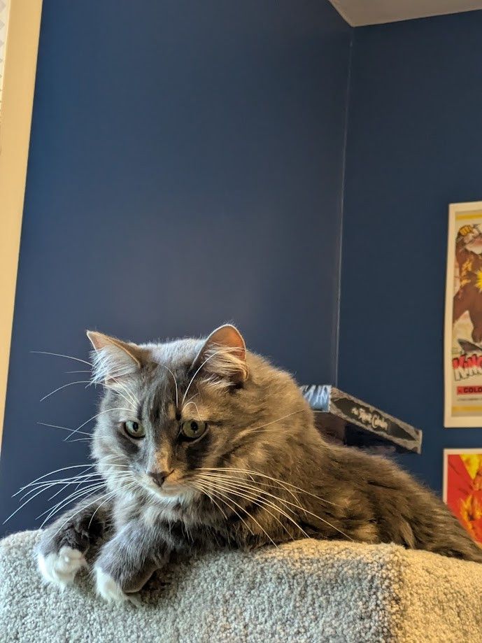 long-haired gray cat with green eyes and white chest; in this photo, we can see that his front paws have teeny tiny white tips.