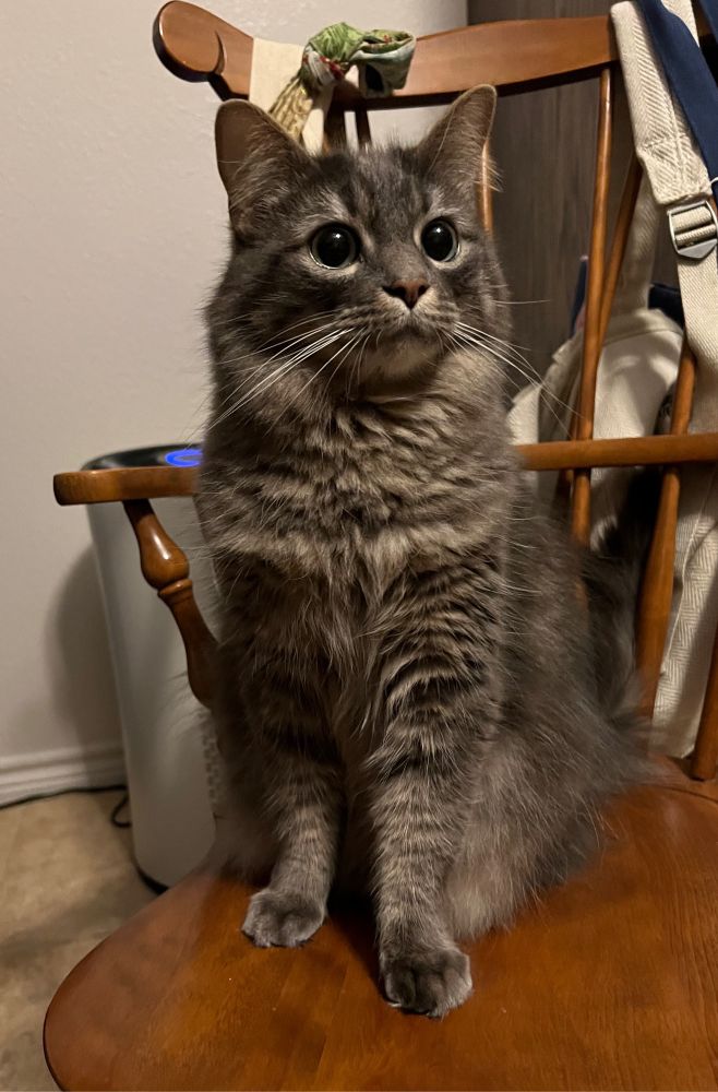 fluffy gray cat sits proudly upon a wooden chair