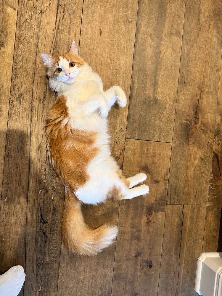 An orange and white kitten is laying in her side, looking up wide-eyed at the camera above. Her front paws are curled so that she looks like she’s doing the Thriller dance. It’s real cute.