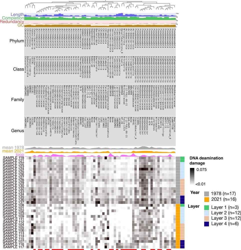 To avoid confusion with MAGs simply not present in a sample, those MAGs with less than half the median of the sum of reads mapped to all taxa ( ~ 1.37 M reads) were removed (N = 33 MAGs), leaving a total of 66 MAGs for the analysis. Values with damage <0.01 ( < 1%; little to no damage) are represented in white. Rows termed respectively “mean 1978” and “mean 2021” represent the average abundance of the MAGs across all samples. The “logp” row shows the -log 10 adjusted pvalue (Wilcoxon test) resulting from comparing deamination in MAGs between the corresponding taxa in 1978 vs. 2021. Red underscoring lines indicate the MAGs that were significantly (adj. Wilcoxon P < 0.05) differentially active between years.