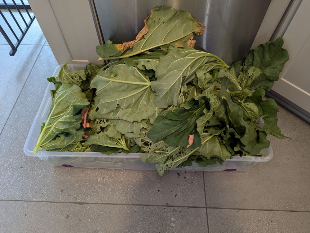 A giant pile of rhubarb leaves