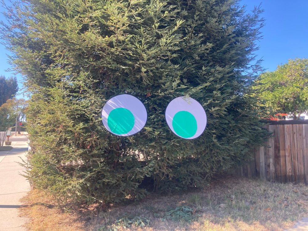 Front lawn tree with two big eyes.