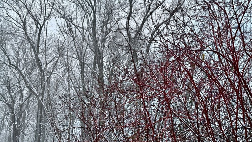 A photograph of grey snow-covered trees in the background, with the bright red branches of a bush in the foreground. 