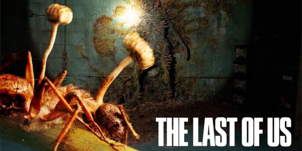 'The Last of Us': fungo zumbi de série existe e é encontrado no Brasil