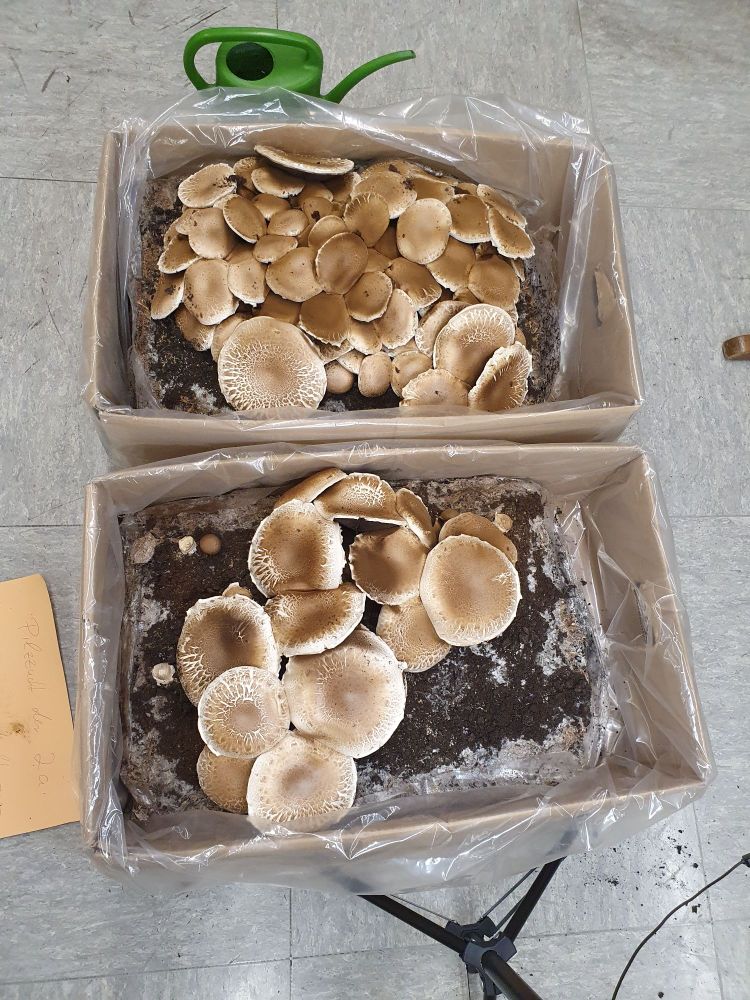 2 Kisten voller Champignons