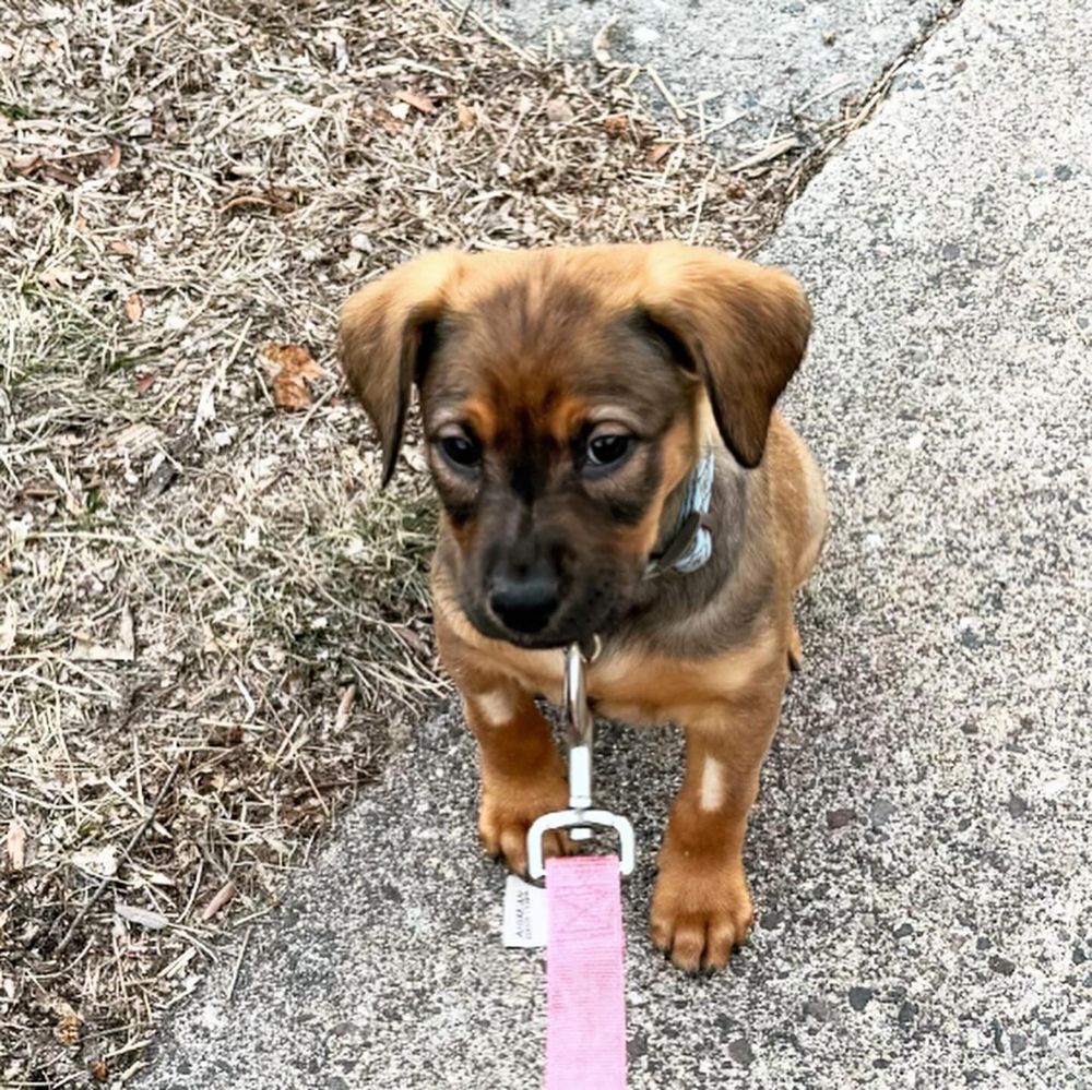 Just the weensiest of woos, a teeny 8.5 lb ball of baby dog.