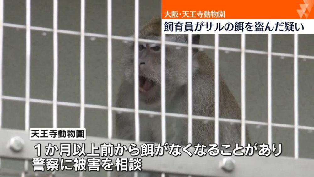 大阪･天王寺動物園 　飼育員がサルの餌を盗んだか｜日テレNEWS NNN