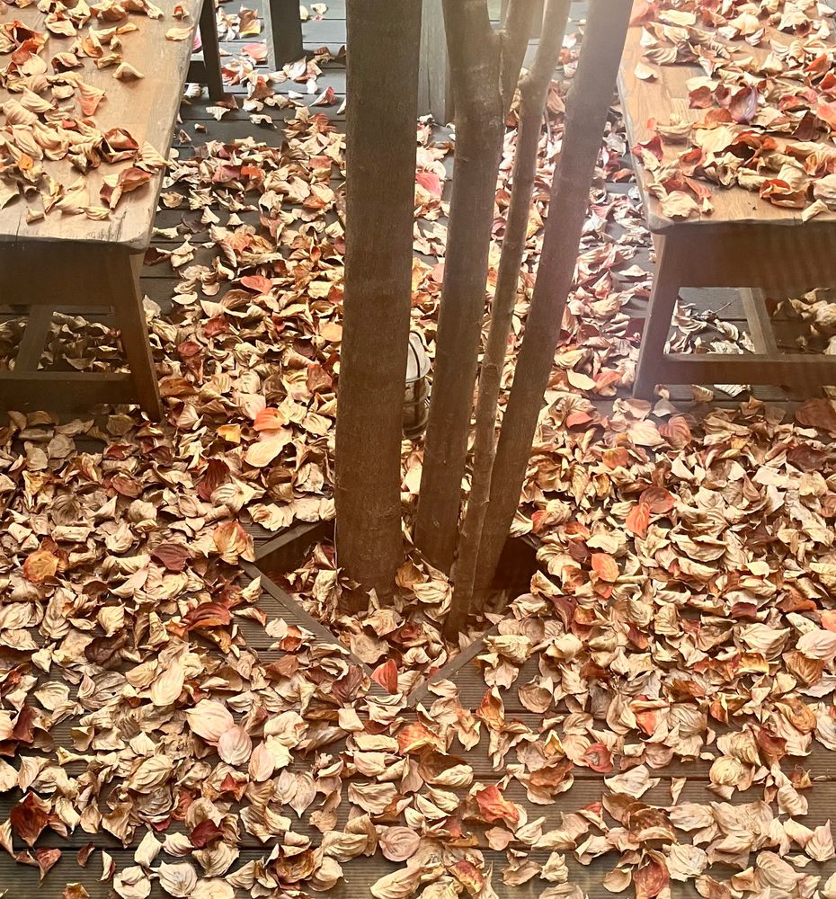 落ち葉でいっぱいになった中庭の写真