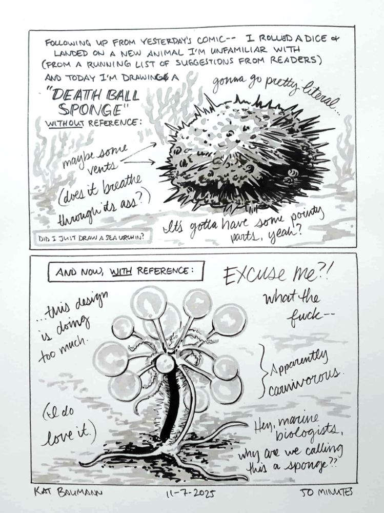 2-panel comic drawn with india ink and sable brush with inkwash shading; the panels are stacked vertically and both show a "death ball sponge," first drawn without reference and then drawn with reference.
Panel 1 has a caption saying "Following up from yesterday's comic -- I rolled a dice & landed on a new animal I'm unfamiliar with (from a list of suggestions from readers) and today I'm drawing a DEATH BALL SPONGE" without reference:" In the panel is a drawing of what I imagined a death ball sponge to look like: a round, lumpy ball covered in unevenly placed holes and black spikes, nestled on the suggested setting of the ocean floor. Little notes surround the drawing, written in cursive, and say "Gonna go pretty literal... maybe some vents [two arrows point at the side of the sponge ball] (does it breathe through its ass?) It's gotta have some pointy parts, yeah? Did I just draw a sea urchin?"
Panel 2 starts with the caption, "And now, with reference:" and shows a crazy sci-fi creature that starts as a tripod of thin tentacle-looking things at the base, next to a thicker "trunk" that grows up into a tree-like structure of semi-translucent balls on thin appendages. There are also thin little things that resemble octopus tentacles coming out of the center of the "treetop" structure. It looks crazy. My cursive captions read as thus: "EXCUSE ME?! what the fuck-- ...this design is doing too much. (I do love it) Apparently it's carnivorous. Hey, marine biologists, why are we calling this a sponge?"
Beneath the comic is my signature (Kat Baumann), today's date (11-7-2025) and the time i spent drawing this (50 minutes)