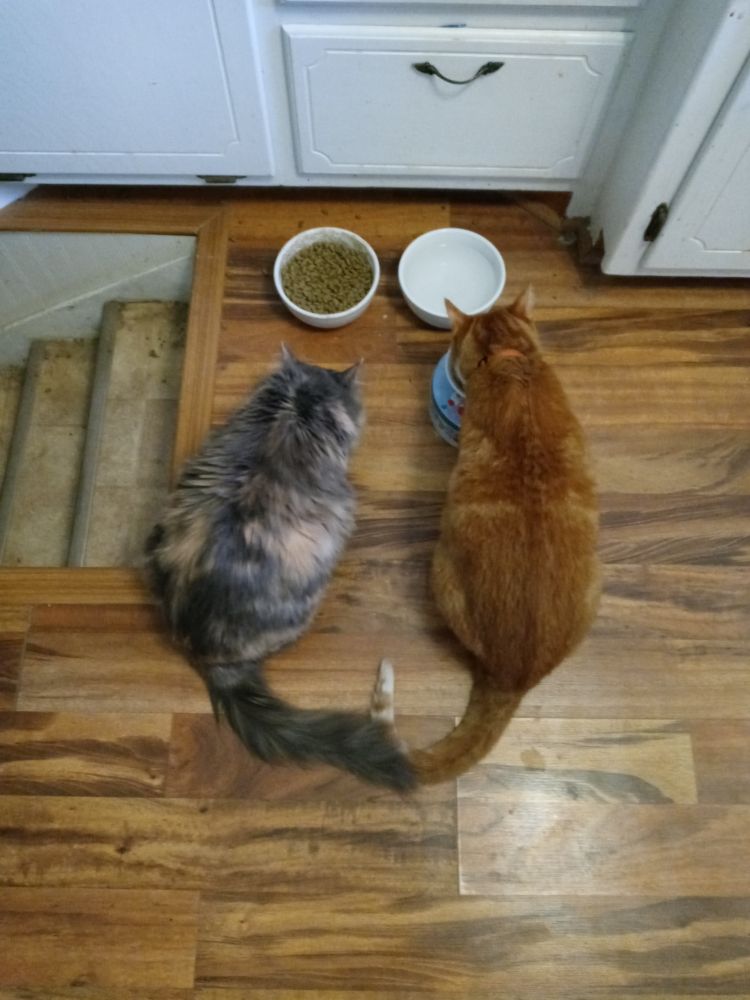 Downward photo of my cats eating out of separate ceramic bowls on the floor; their tails are curved toward each other and meeting like the top of a heart shape. Precious.