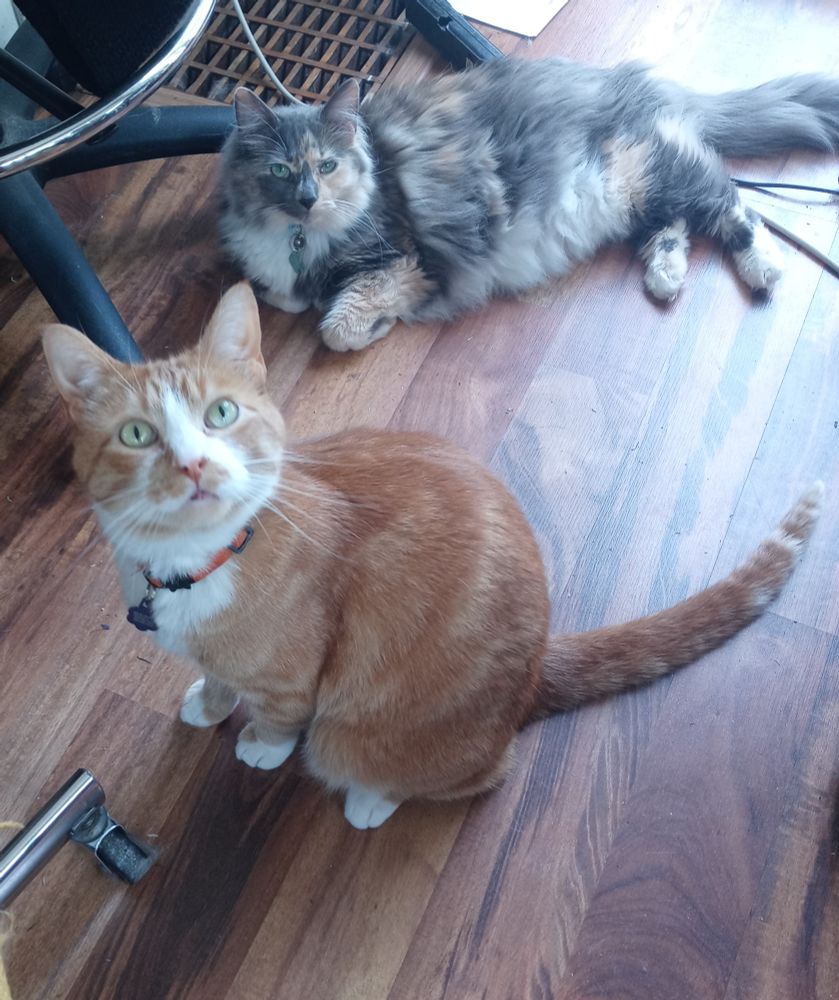 My two cats sitting on the hardwood floor and staring at the camera; our longhair diluted calico Margo is sprawled out and nonchalant and our bright orange-and-white American shorthair tabby Egg Noodle is sitting upright with a wide-eyed expression as if he's waiting to receive the brain cell any moment