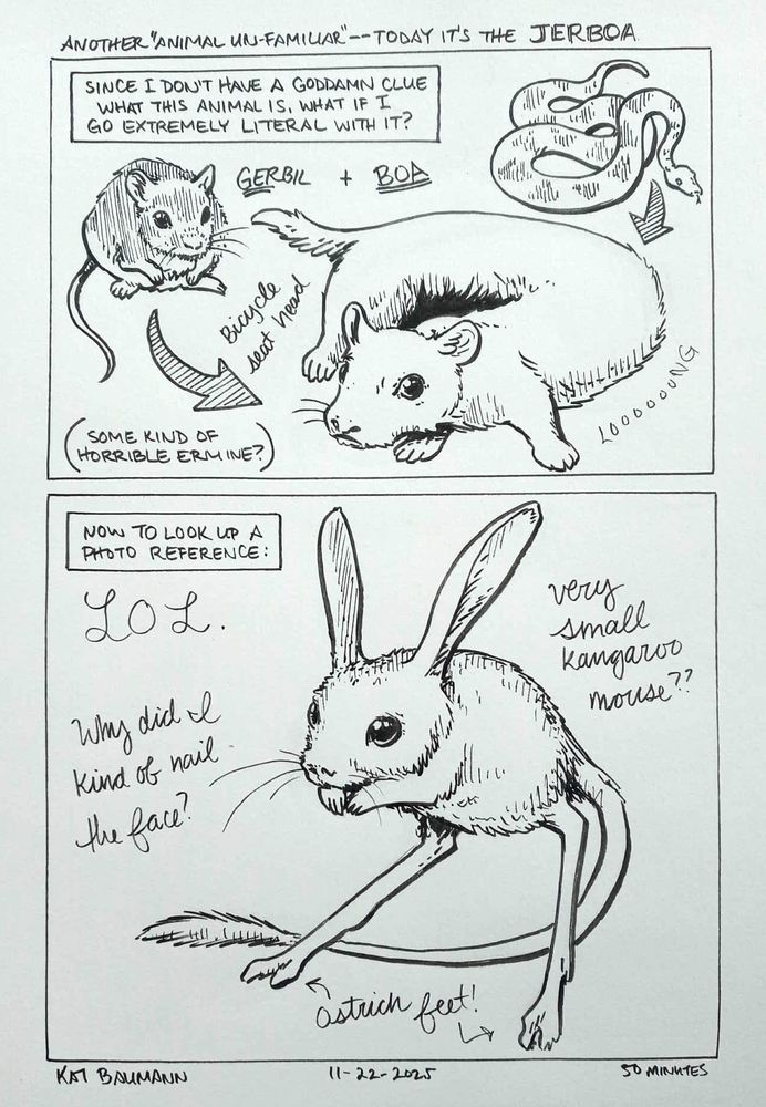 2-panel comic drawn in pen with crosshatch shading; the panels are stacked vertically and the top caption says "Another 'Animal Un-familiar' -- today it's the JERBOA."
Panel 1 starts with a caption box saying "since I don't have a goddamn clue what this animal is, what if I go extremely literal with it?" Below that caption is a drawing of a gerbil and a drawing of a boa constrictor snake, both with arrows pointing at a new creature I've described as "some kind of horrible ermine?" with a bicycle seat-shaped head (like the boa) and a long, weasel body.
Panel 2 starts with a caption box saying "Now to look up a photo reference:" followed immediately with a large cursive caption saying "LOL." The creature drawn in this panel looks like a very small kangaroo mouse, with long rabbit ears and long legs that end in weird two-toed feet resembling ostrich feet. There's a cursive caption saying "Why did i kind of nail the face?"
Beneath the comic is my signature (Kat Baumann), today's date (11-22-2025) and the time I spent drawing this (50 minutes)